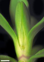 Veronica petriei. Leaf bud with narrow, acute sinus. Scale = 1 mm.
 Image: W.M. Malcolm © Te Papa CC-BY-NC 3.0 NZ